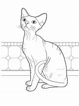 Coloring Cat Pages Rex Cats Devon Colouring Printable Hairless Adults Animal Print Adult Rocks Books Colorkid Supercoloring Cartoon Pisica Animals sketch template