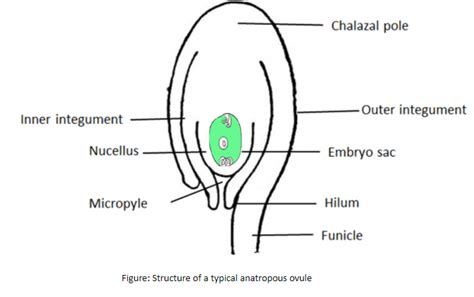 draw a labeled diagram of an anatropous ovule and label class 12