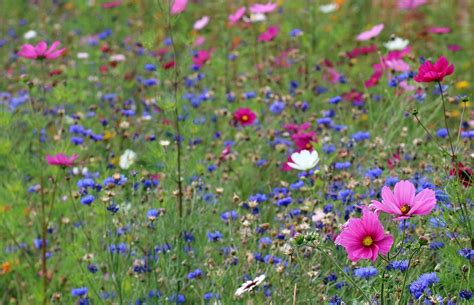 planting wildflowers   environment environment blog