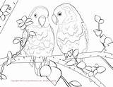 Lovebird Parrot sketch template