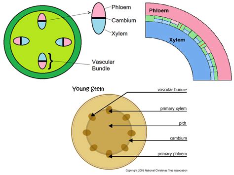 cell functions biology notes  igcse