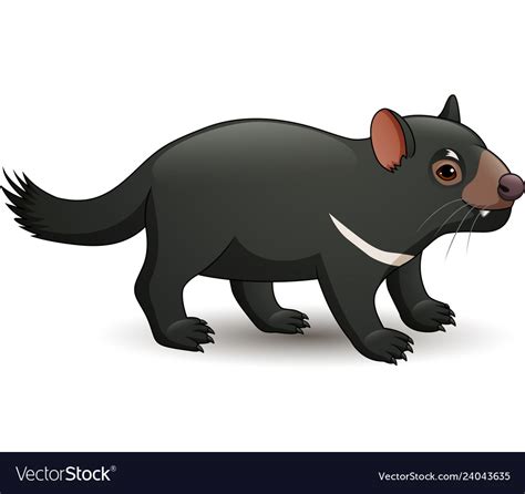 tasmanian devil isolated  white royalty  vector image