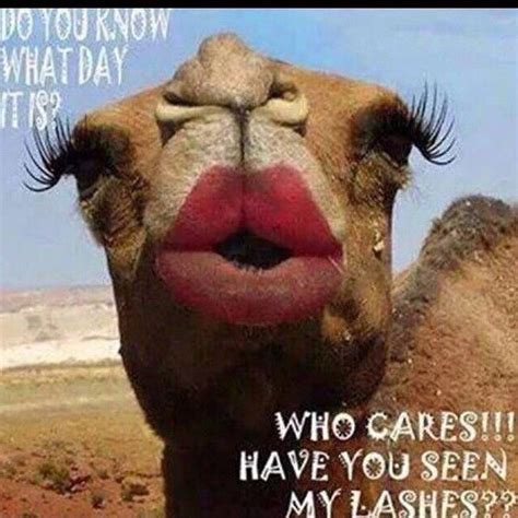 Hump Day Camel With Makeup Pictures Photos And Images