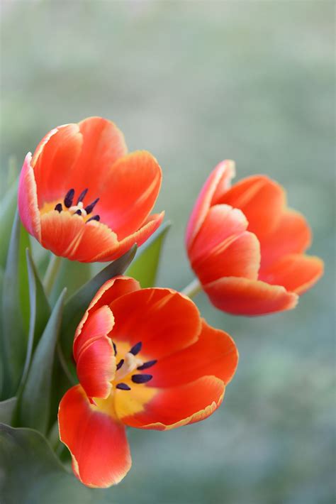 brilliant tulip happy easter beautiful flowers tulips flower painting