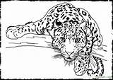 Coloring Pages Animal Realistic Wild Animals Printable Color Awesome Getcolorings Print sketch template