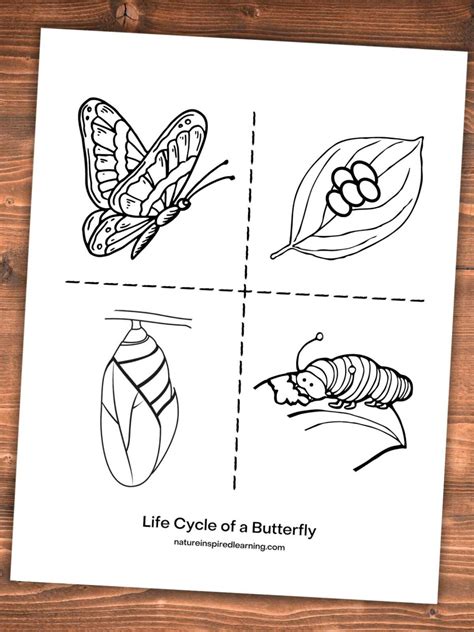 life cycle   butterfly coloring pages nature inspired learning