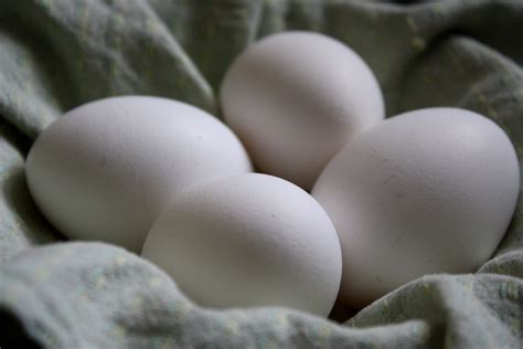 white eggs picture  photograph  public domain