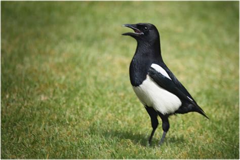 elster foto bild natur vogel tiere bilder auf fotocommunity