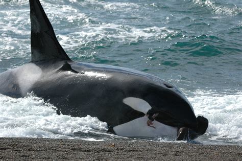 orca attack orca  killer whale photo  fanpop