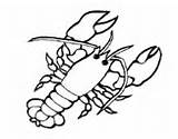 Coloring Lobster Lobsters Coloringcrew Pages sketch template