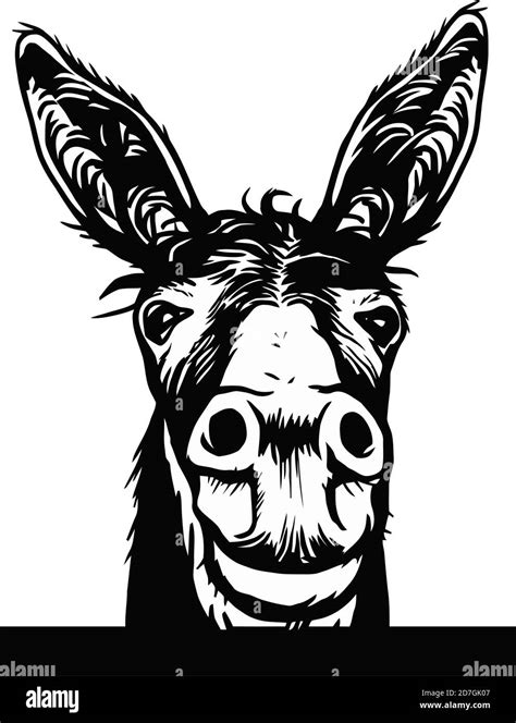donkey sketch vector graphics  monochrome graphic  head peeking donkey head hand drawn