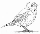 Sparrow House Coloring Drawing Pages Draw Kids Printable Sparrows Bird Tutorials Supercoloring Drawings Step Sketch Color Beginners Select Category Easy sketch template