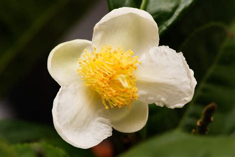camellia sinensis herbology manchester