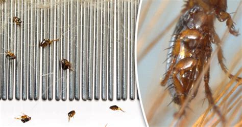 Uk Flea Invasion Brits To Be Scratching As Billions Of Insects Head To
