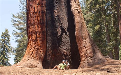 land  sequoia largest trees  earth roaming owls