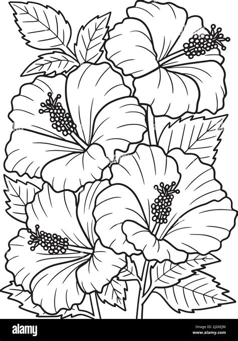 hibiscus illustration black  white stock  images alamy