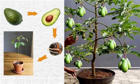 How To Grow Avocado From Seed Indoor Tips Svg