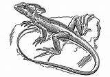 Coloring Lizard Basilisk Popular sketch template