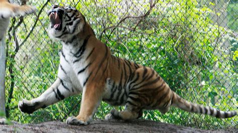 tijgers verscheuren indringer  dierentuin kopenhagen rtl nieuws