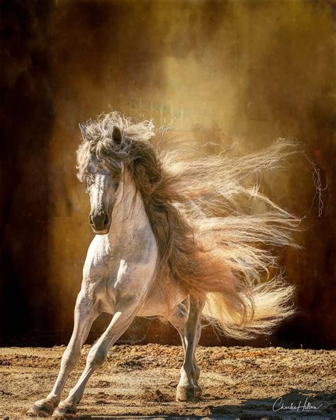 andalusian photo  charles hilton photography beautiful horse