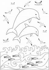 Dolphins Gulls sketch template