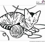 Coloring Cat Pages Tabby Cats Realistic Girl Calico Fat Printable Colouring Color Kitty Yarn Getcolorings Ball Print Butterfly Anime Kittens sketch template