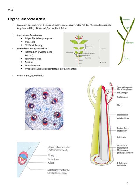 zusammenfassung  bfp die sprossachse und xylem vl  organe die