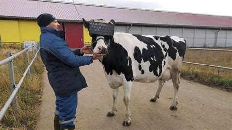 Cows That Wear Vr Headsets To Reduce Stress