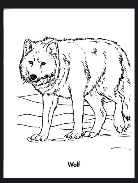 animal coloring pages set   coloring pages  digital etsy