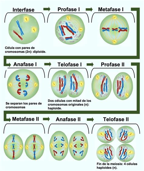 meiosis definicion  todas sus partes el gen curioso