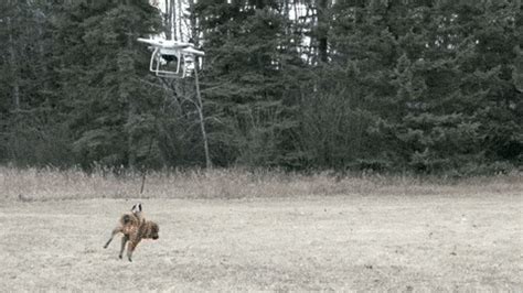 drone dogs gifs find share  giphy