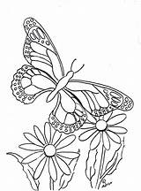 Butterfly Coloring Print Color Pages Printable Flower Kids Copy Adron Mr sketch template