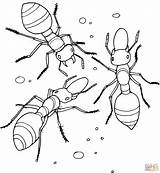 Ameise Malvorlage Ameisen Ausmalen Ausmalbilder Kostenlose sketch template