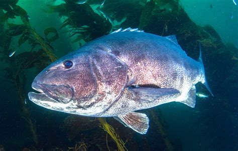 Giant Sea Bass For Lunch Or Dive Buddy The Santa Barbara Independent