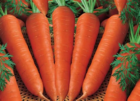 khasiat buah  kesehatan khasiat wortel  kesehatan