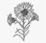 Wildflowers Wildflower Kindpng sketch template