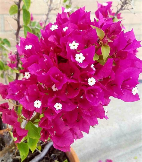 bougainvilleas plant care  collection  varieties gardenorg