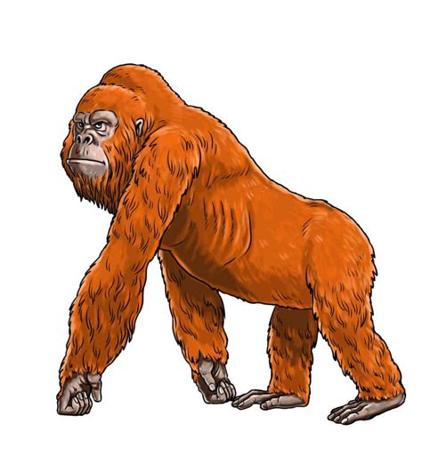 gigantopithecus  giant extinct orangutan