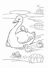 Goose Coloring Pages Books Cat sketch template
