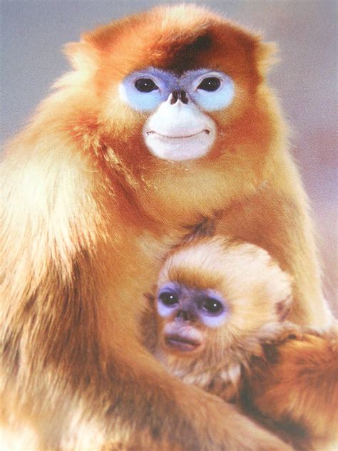 photo   sign golden snub nosed monkey zoochat