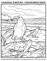 Claire Watson Pages Colouring Ravens Coloring Coastal sketch template