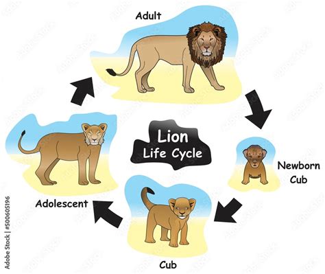 lion life cycle infographic diagram showing  phases
