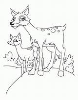 Coloring Fawn Deer Pages Popular Library Fawns Line Template sketch template