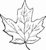 Leaf Garden sketch template