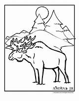 Coloring Moose Pages Animal Winter Animals Print Kids Color Jr sketch template
