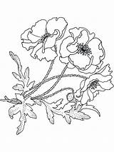 Flower Coloring Pages Poppy Bluebonnet Realistic Drawing Print Getdrawings Printable Flowers Recommended sketch template
