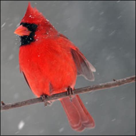 northern cardinal cardinalis cardinalis mississippi national