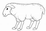 Sheep Coloring Colorare Pecore Colorear Schafe Disegni Owce Ovejas Kolorowanka Ovinos Kolorowanki Colorkid Capre Bambini Sorridente Sonrientes Carneiros Sorriso Moutons sketch template