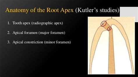 tooth apex radiographic apex  apical foramen major foramen  apical constriction