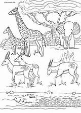 Safari Animals Birds Coloring Favoreads sketch template